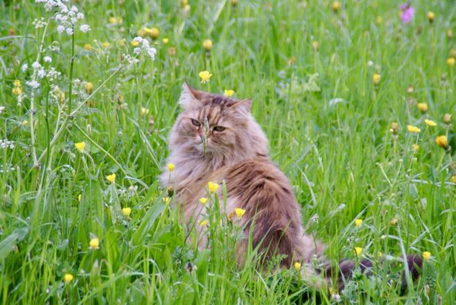 Katze Minka