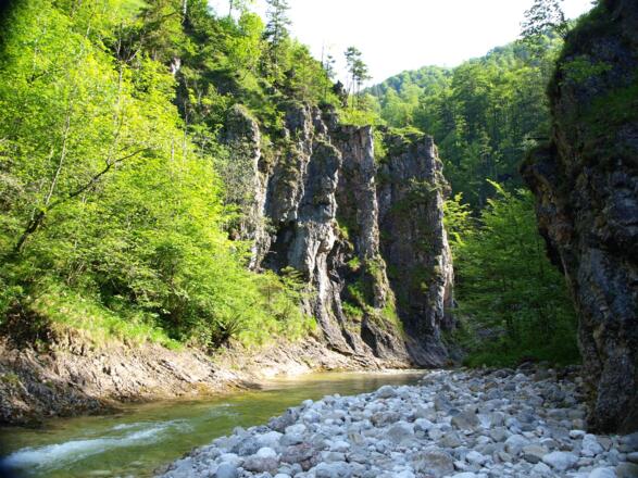 Am Triftsteig um 515m