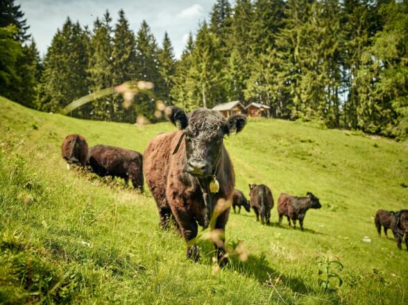 Rinder auf der Alm