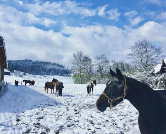 Pferde auf der Weide
