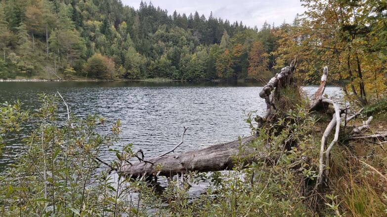 Eibensee Baum