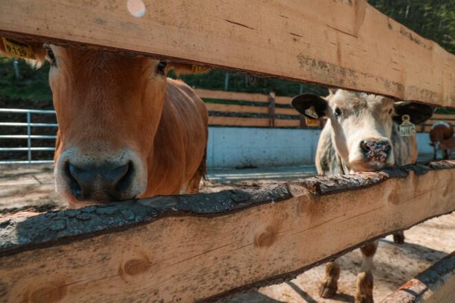 Rinder am Wucherpoint