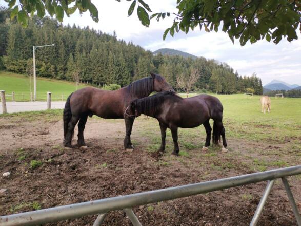 Tiere am Pferdehof Moser