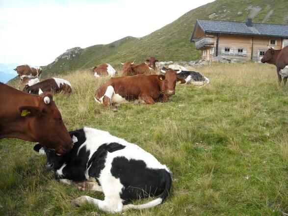 Unsere Kühe  auf Sommerfrische  2000m