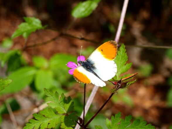 Abstieg am Annerlsteg auf 900m