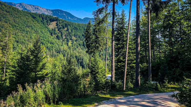 Forststrasse in Richtung Weißenbach