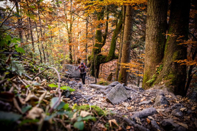 Mystischer Wald in der Höllschlucht