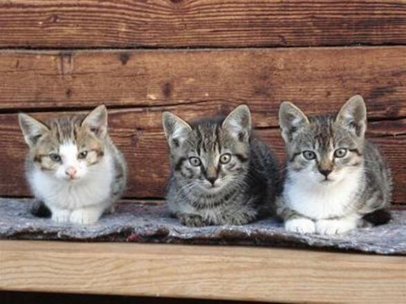 katzen grüblhof