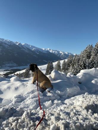 hund mit schnee 2
