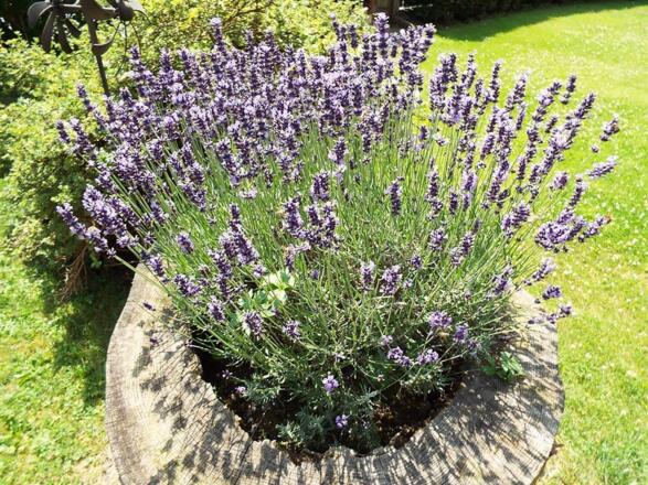 Lavendel im Garten