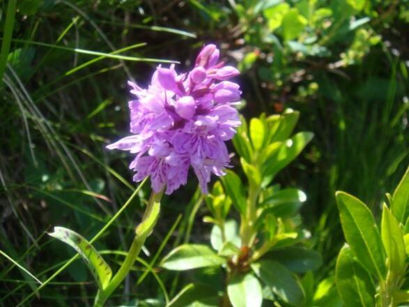 Geflecktes Knabenkraut - eine Orchideenart im Gebirge