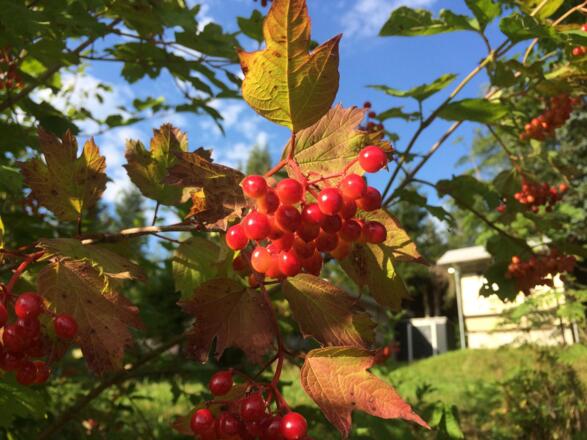 Herbstfarben