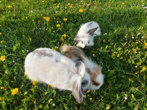 Lilly mit ihrem Nachwuchs