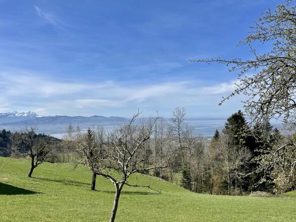Frühling im Westallgäu