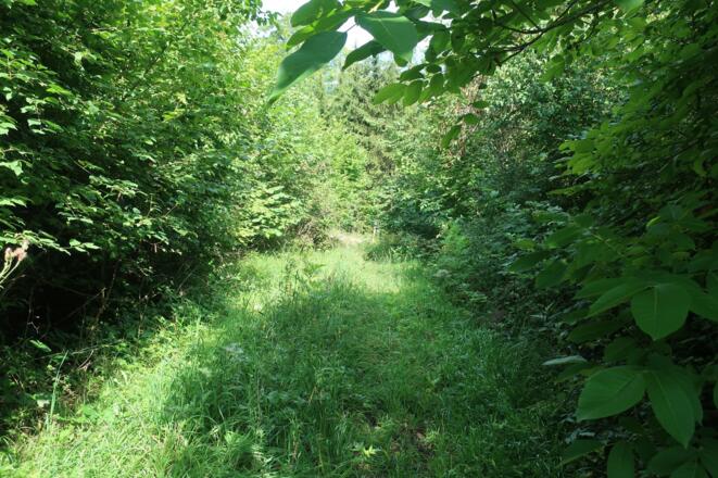 Die Wege sind teilweise etwas zugewachsen