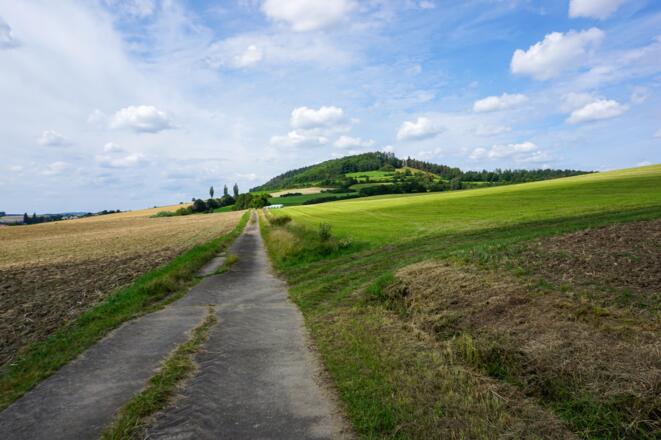 Wir wandern zwischen Ackerflächen mit Blick auf den Fechheimer Berg.