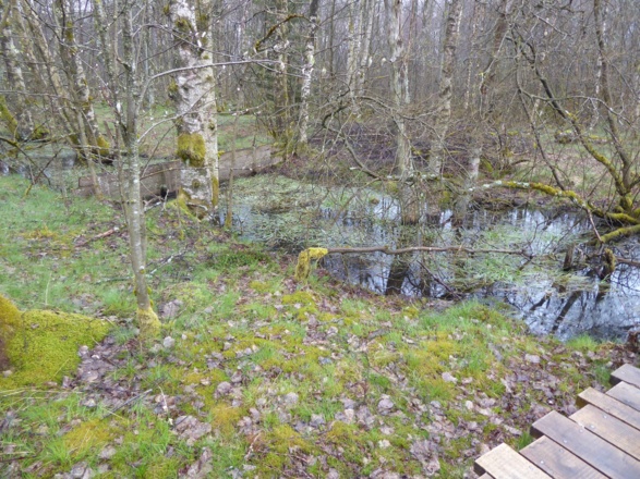 Schwarzes Moor
