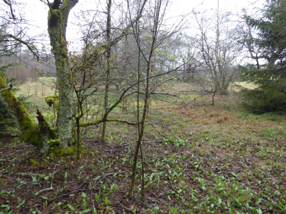 Schwarzes Moor