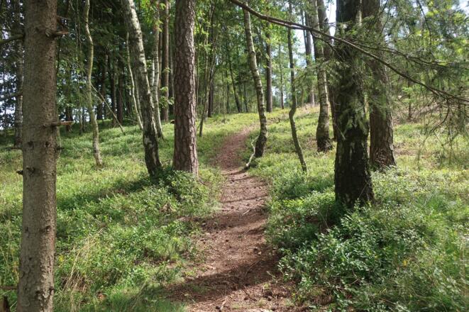 Durch den Wald am Fechheimer Berg