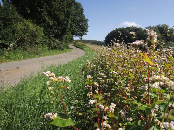Der geteerte Weg führt uns in Richtung Oberfüllbach.