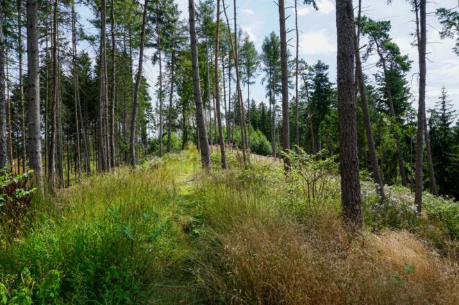 Unser Weg führt durch ein naturbelassenes Waldstück auf dem Wasunger Berg.