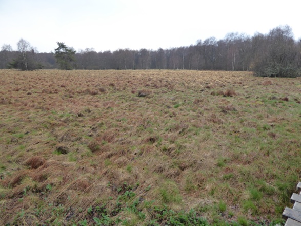 Schwarzes Moor