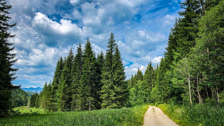 Waldgraben Hochmoor