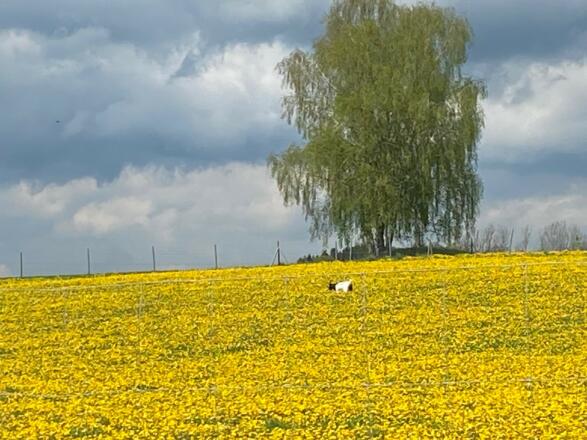 Löwenzahnfeld