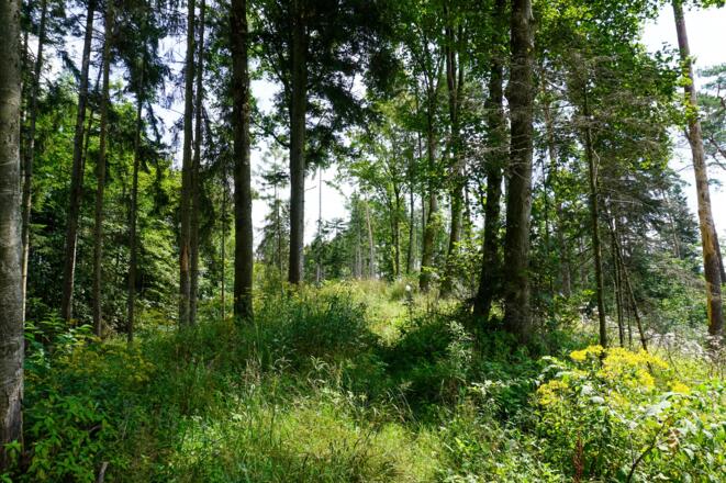 Unser Weg führt durch ein naturbelassenes Waldstück auf dem Wasunger Berg.