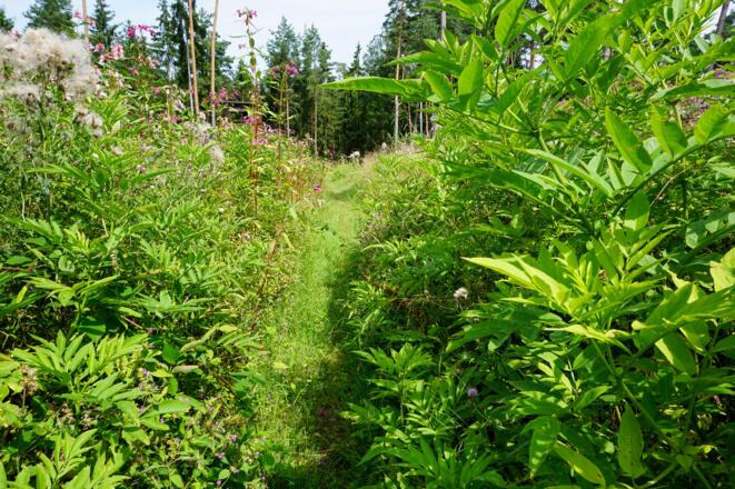 Unser Weg führt durch ein naturbelassenes Waldstück auf dem Wasunger Berg.