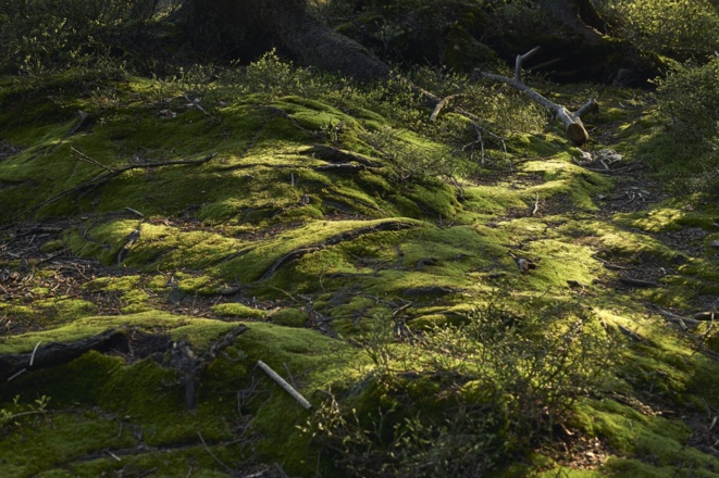 Wandern