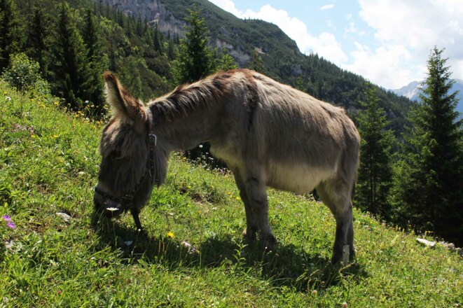 Hüttenesel