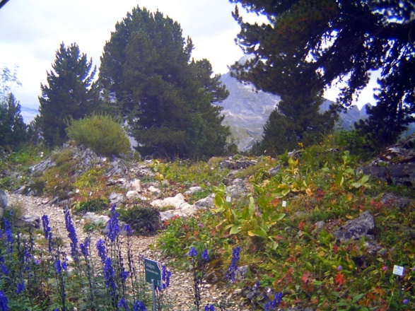 Alpengarten am Schachen