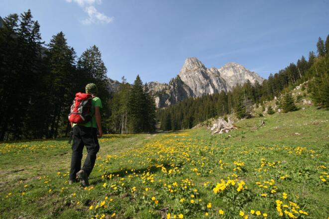 Blumenwiese vor Aggenstein