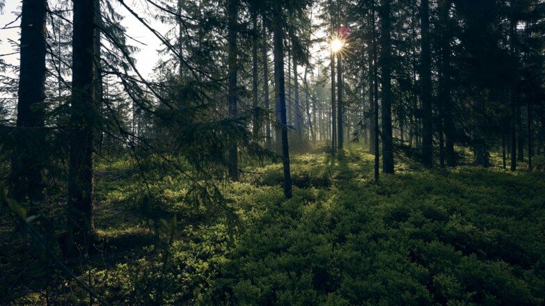 Brandtner Tal