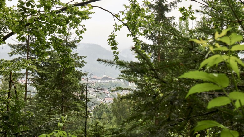 Auf dem Weg zum Kronberg