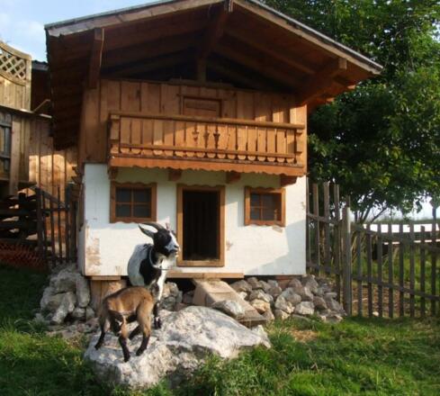 Auch die Ziegen fühlen sich wohl auf der Inzeller Kesselalm