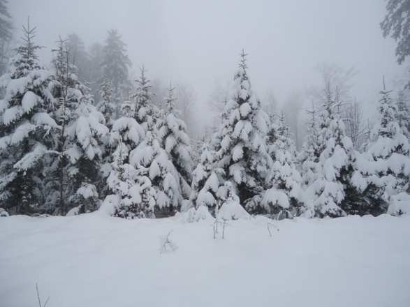 Winterwald