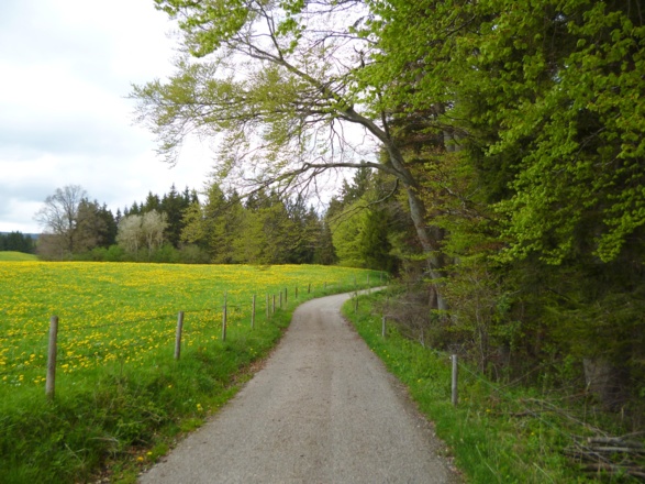 Wunderschön führt der breite Weg durch die weiten Wiesen und Felder zwischen Greuwang und Dessau.