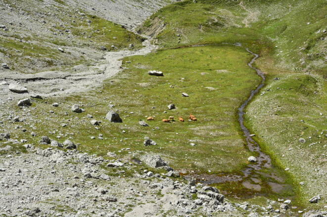 Wiesen unterhalb Alblitjöchl