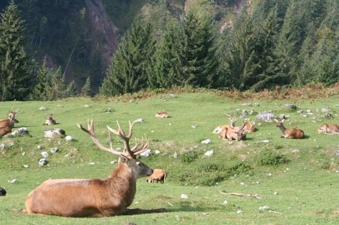 Ellmau_Wildgehege Wochenbrunner Alm_Wilder Kaiser