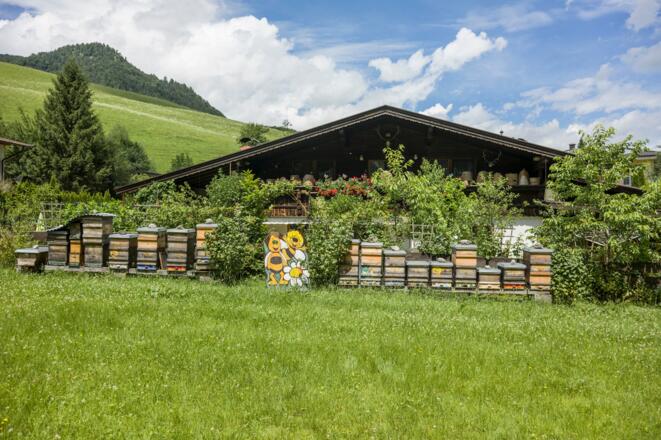 Bienen Bienenalm Thiersee Themenweg