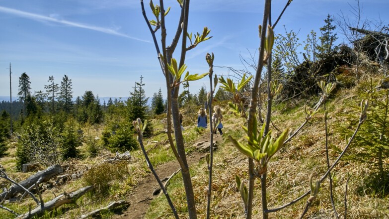 Wandern am Mittagsplatzl