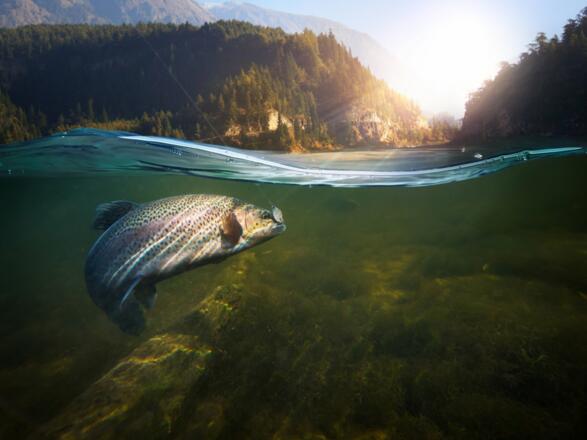 Fisch am Haken unter Wasser