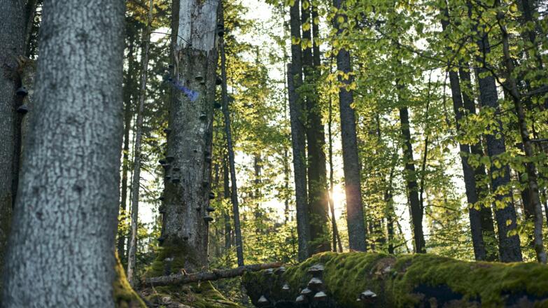 Wanderung