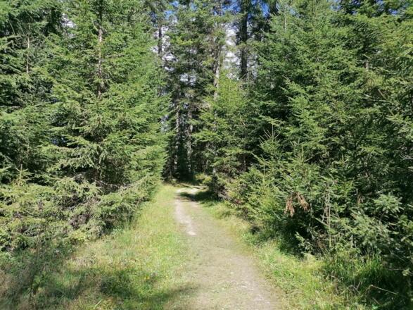 Going_Weg Nr9_von Lierstätt Richtung Brenneralm_Wilder Kaiser