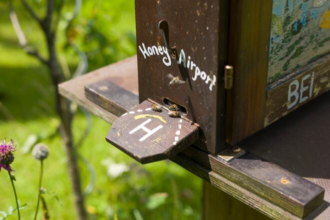 Bienen Bienenalm Thiersee Themenweg