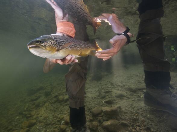 Fisch unter Wasser