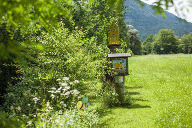 Bienen Bienenalm Thiersee Themenweg