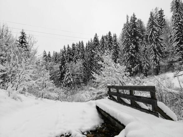Scheffau_Winter-Rehbachrunde_Forstweg_Wilder Kaiser